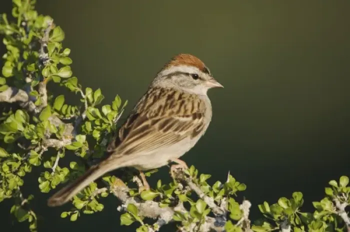 Framed Print : Unknown. Chipping Sparrow, Spizella passerina Framed Print : Unknown. Chipping Sparrow, Spizella passerina