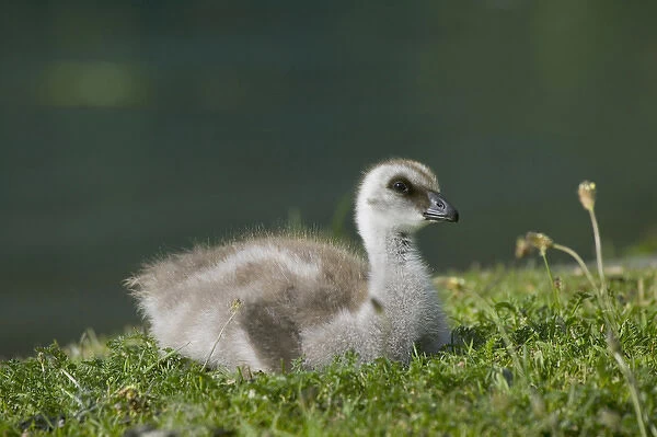 Upland goose chick on meadow, Torres del Paine National Park, Patagonia, Chile