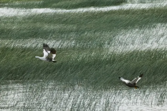 Framed Print : Upland Goose flying over wind blowing reeds on lake, Torres del Paine National Park