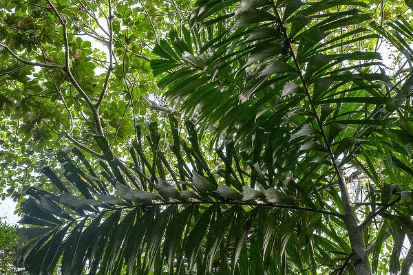 In the upper amazon jungle, on a trail from the Maranon River, one finds these palm trees