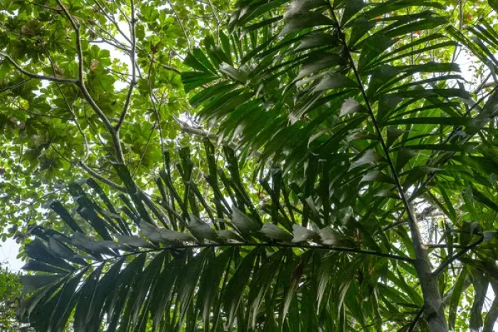 Framed Print : In the upper amazon jungle, on a trail from the Maranon River, one finds these palm trees