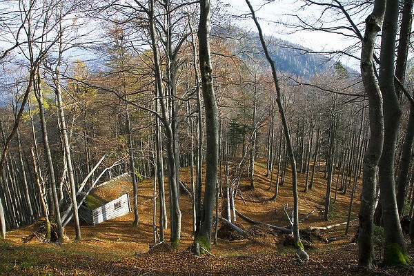 Upper Austria, Austria - High angle view of a wooded hillside. A small, rustic building