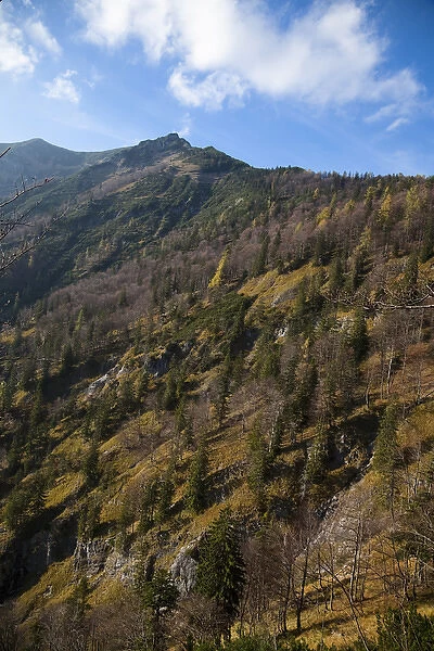 Upper Austria, Austria - Tree covered mountainside. Vertical shot
