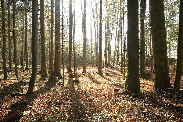 Upper Austria, Austria - View of a forest with sunlight shining through the trees