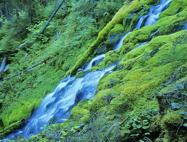 Upper Proxy Falls in the Three Sisters Wilderness of Oregon