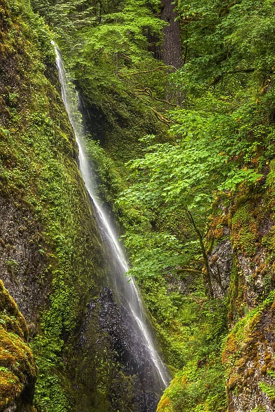 Upper section of Wahclella Falls, Columbia River Gorge National Scenic Area, Oregon