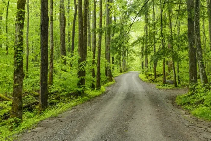 Framed Print : Upper Tremont Road in spring, Great Smoky Mountains National Park, Tennessee Framed Print : Upper Tremont Road in spring, Great Smoky Mountains National Park, Tennessee