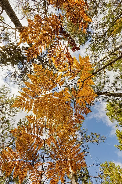 Upward view through ferns in pine forest, Upper Peninsula of Michigan