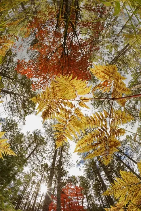 Framed Print : Upward view through ferns in pine forest, Upper Peninsula of Michigan