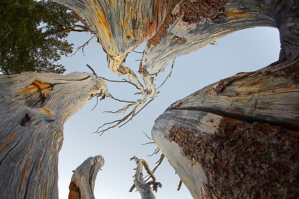 Upward view of twisted pine trees, Tuolumne Meadows, Yosemite National Park, California