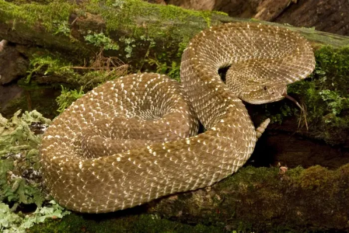 Framed Print : Uracoan Rattlesnake, Crotalus vegrandis, resting on a mossy log. Venezuela, SA. Controlled