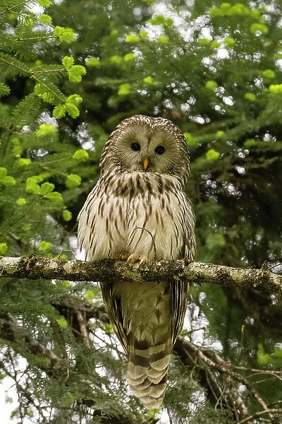 An Ural owl, Strix uralensis, perching on a tree branch and looking at the camera. Notranjska forest, Inner Carniola, Slovenia