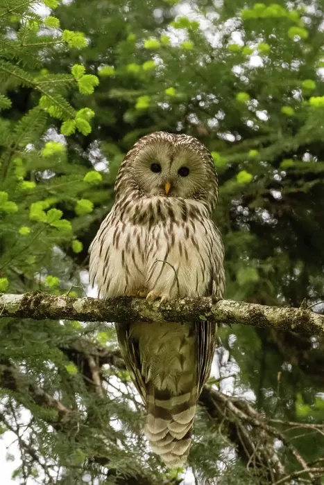 Framed Print : An Ural owl, Strix uralensis, perching on a tree branch and looking at the camera. Notranjska forest, Inner Carniola, Slovenia Framed Print : An Ural owl, Strix uralensis, perching on a tree branch and looking at the camera. Notranjska forest, Inner Carniola, Slovenia