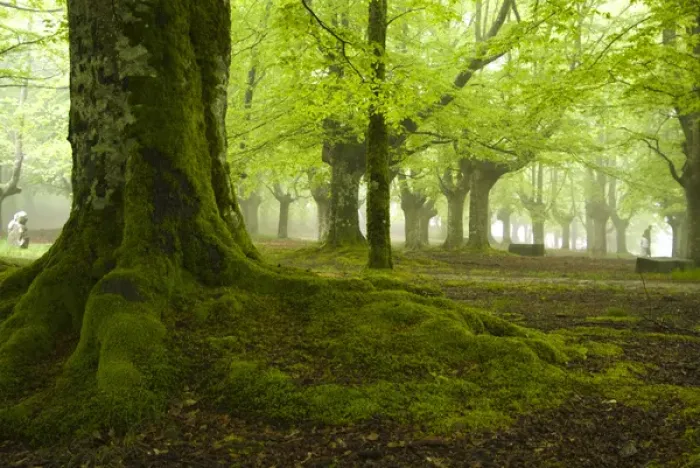 Framed Print : Urkiola Natural Park. Beech forest. Biscay province. Basque Country. Spain Framed Print : Urkiola Natural Park. Beech forest. Biscay province. Basque Country. Spain