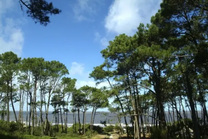 Framed Print : Uruguay, Atlantida, posada Santa Rosa, Pine-wood and the sea Framed Print : Uruguay, Atlantida, posada Santa Rosa, Pine-wood and the sea