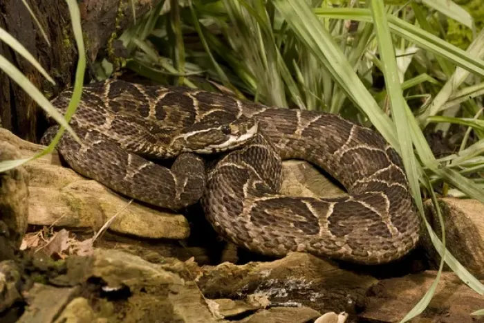 Framed Print : Urutu, Bothrops alternatus, lays in wait for prey along a stream. Pantanal, Brazil Framed Print : Urutu, Bothrops alternatus, lays in wait for prey along a stream. Pantanal, Brazil