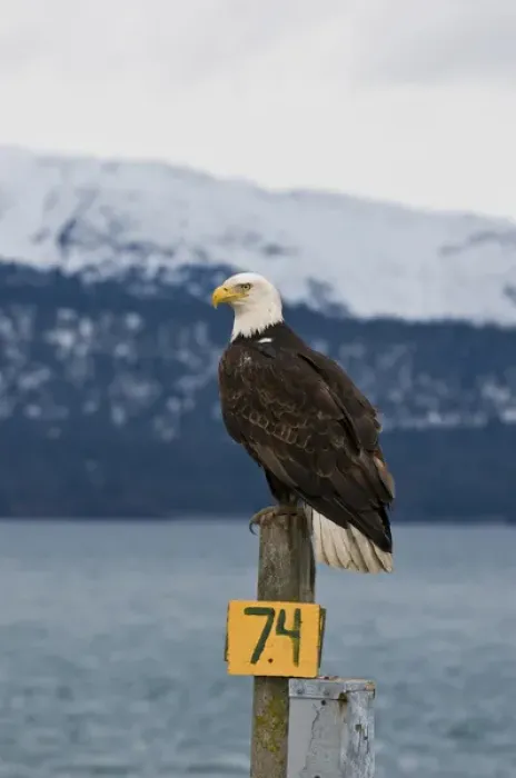 Framed Print : US, AK, Homer. Bald Eagle perches on RV hookup, Kachemak Bay beyond