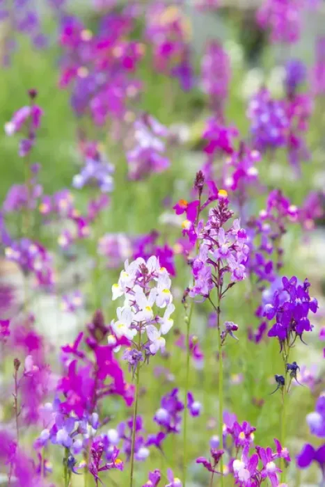 Framed Print : US, CA Field of toadflax wildflower selective focus