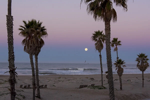 US, CA, Oxnard. Gulls fly above water pre dawn in full moonset