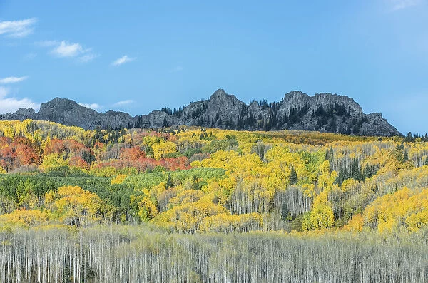 US, CO, Gunnison NF, Autumn Color at Kebler Pass