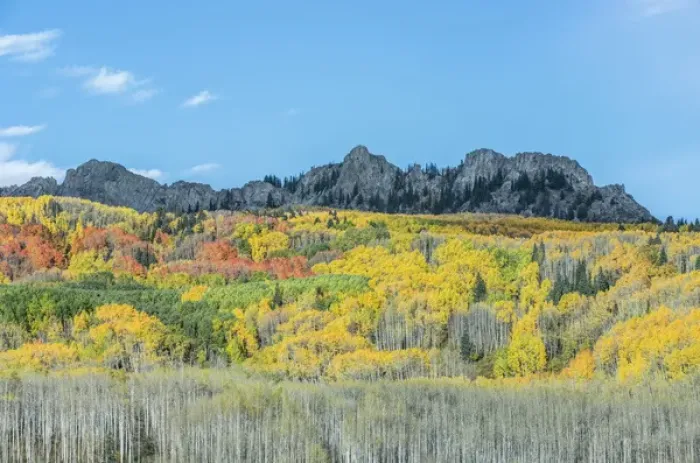 Framed Print : US, CO, Gunnison NF, Autumn Color at Kebler Pass Framed Print : US, CO, Gunnison NF, Autumn Color at Kebler Pass
