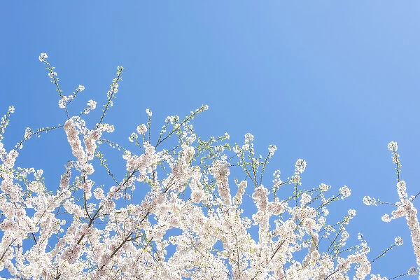 US, GA Sign of spring cherry tree blossoms against blue sky
