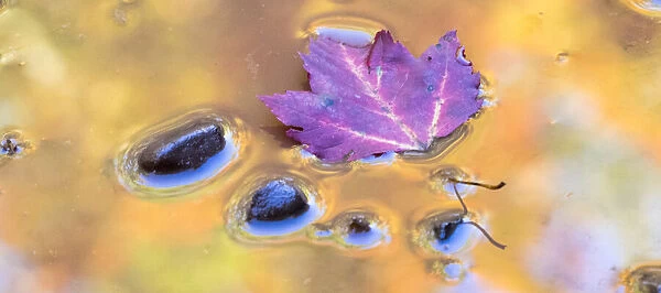 US, Michigan, Upper Peninsula. Leaf and rocks in pond with autumn colors reflection