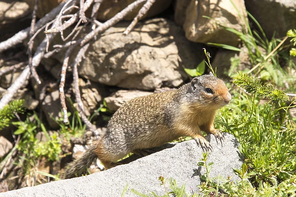 US, MT, Glacier NP. Acclimated Columbian Ground Squirrel (Urocitellus columbianus)