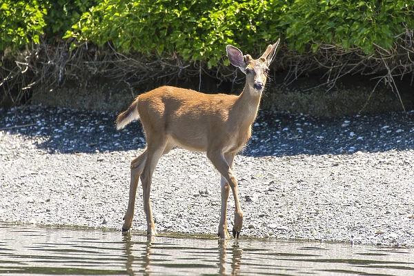 US, WA, Bainbridge Island. Young Columbian black-tailed deer buck with one deformed antler