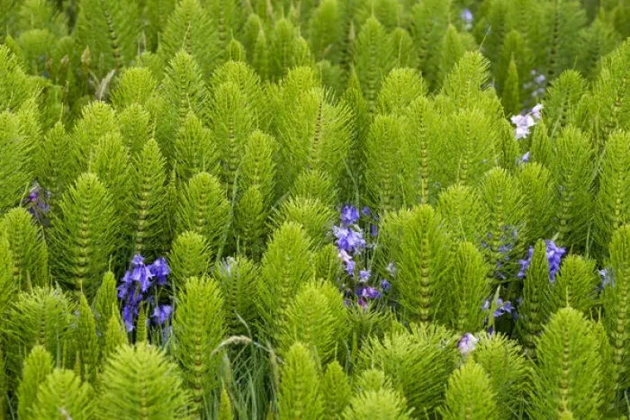 Framed Print : US, WA, Horsetail, Equisetum, Wild Hyacinth along trail Grays Harbor NWR Framed Print : US, WA, Horsetail, Equisetum, Wild Hyacinth along trail Grays Harbor NWR