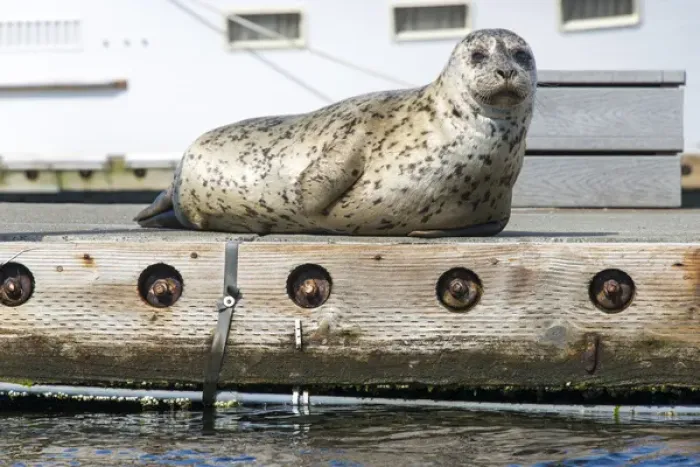 Framed Print : US, WA, Poulsbo. harbor seal haul out on dock. Acclimated to boat traffic