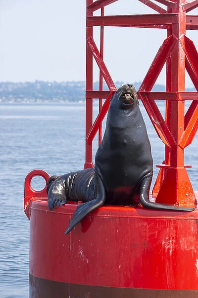 US, WA Puget Sound, California Sea Lion (Zalophus Californianus) poses on channel