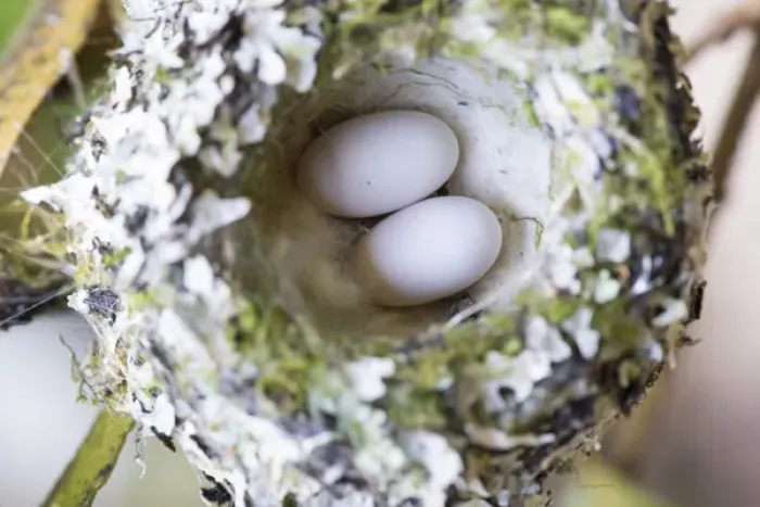 Framed Print : US, WA, Rufous Hummingbird (Selasphorus rufus) nest with eggs. female lines nest with spider silk