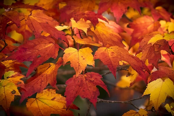USA, Acadia National Park, Autumn leaves