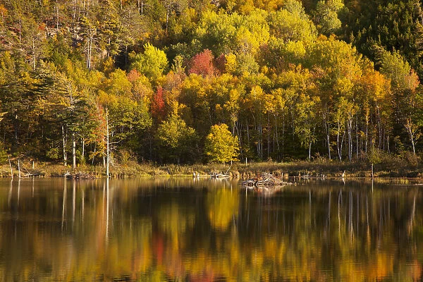 USA, Acadia National Park, Maine. Fall reflections at Bubble Pond
