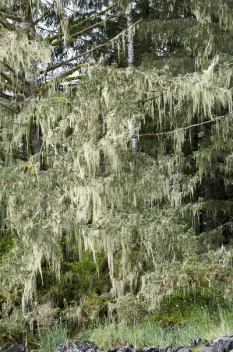Framed Print : USA, AK, Inside Passage. Old Mans Beard lichen (Usnea) also called Treemoss, Beard Lichen Framed Print : USA, AK, Inside Passage. Old Mans Beard lichen (Usnea) also called Treemoss, Beard Lichen