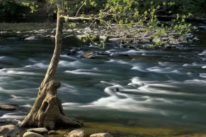 Framed Print : USA, Alabama, Blount County Budding tree on the riverbank, Locust Fork of