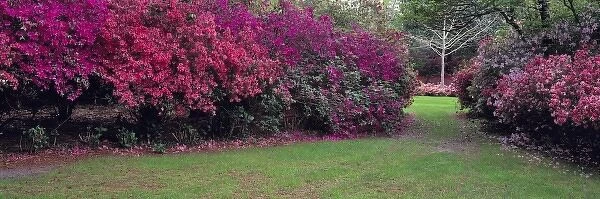 USA, Alabama, Mobile. Colorful azaleas fill Bellingrath Gardens in Mobile, Alabama