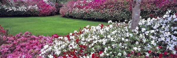 USA, Alabama, Mobile. A wide variety of colorful azaleas fill Bellingrath Gardens in Mobile