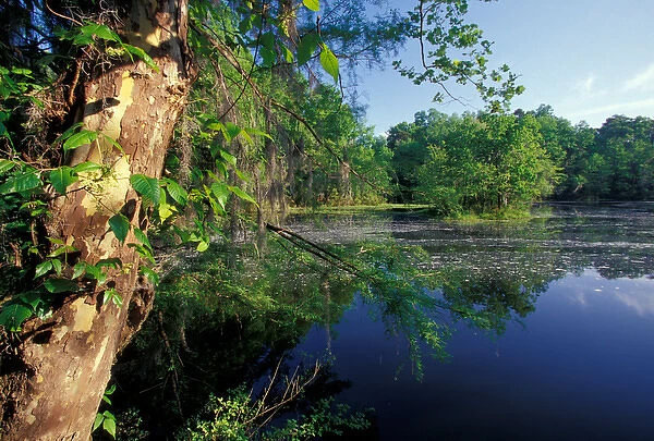 USA, Alabama, Monroe County, Alabama river bayou