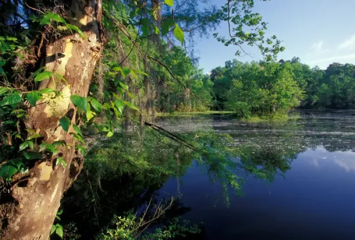 Framed Print : USA, Alabama, Monroe County, Alabama river bayou Framed Print : USA, Alabama, Monroe County, Alabama river bayou