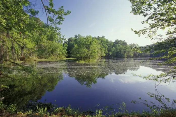 Framed Print : USA, Alabama, Monroe County, Alabama river bayou Framed Print : USA, Alabama, Monroe County, Alabama river bayou