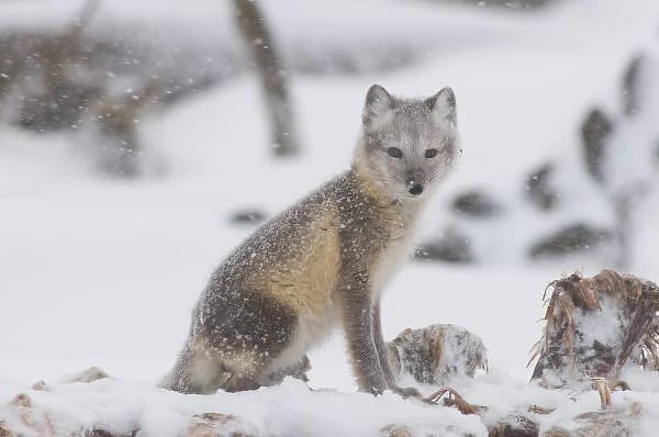 USA, Alaska, 1002 Coastal Plain of the ANWR. An arctic fox, Alopex lagopus, its coat
