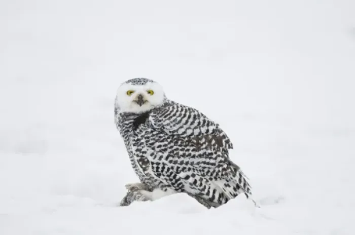 Framed Print : USA, Alaska, 1002 Coastal Plain of the ANWR. A juvenile snowy owl (Nycttea scandiaca) Framed Print : USA, Alaska, 1002 Coastal Plain of the ANWR. A juvenile snowy owl (Nycttea scandiaca)