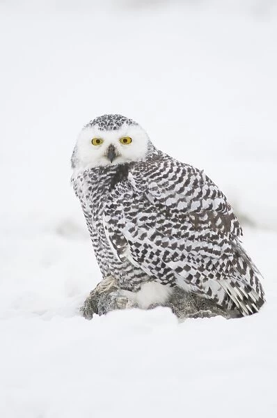 USA, Alaska, 1002 Coastal Plain of the ANWR. A juvenile snowy owl (Nycttea scandiaca)