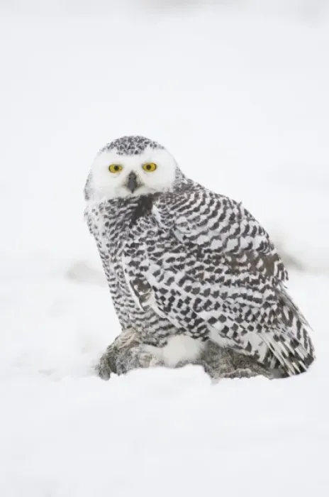 Framed Print : USA, Alaska, 1002 Coastal Plain of the ANWR. A juvenile snowy owl (Nycttea scandiaca) Framed Print : USA, Alaska, 1002 Coastal Plain of the ANWR. A juvenile snowy owl (Nycttea scandiaca)