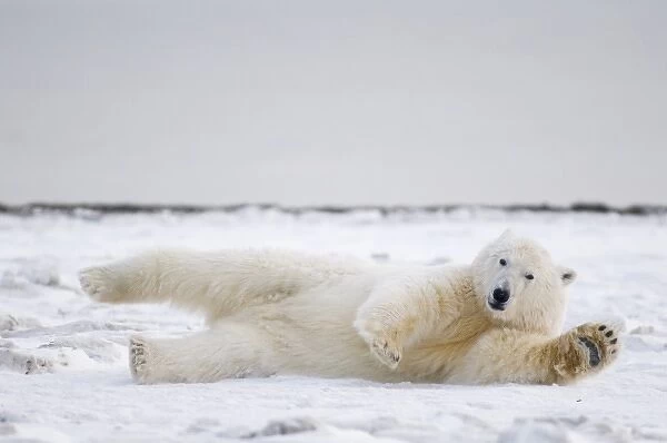 USA, Alaska, 1002 Coastal Plain of the ANWR, Barter Island, Kaktovik. An adult polar bear