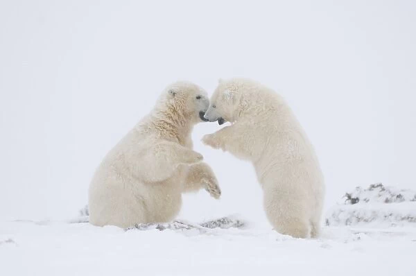 USA, Alaska, 1002 Coastal Plain of the ANWR. A polar bear, Ursus maritimus, two-year-old