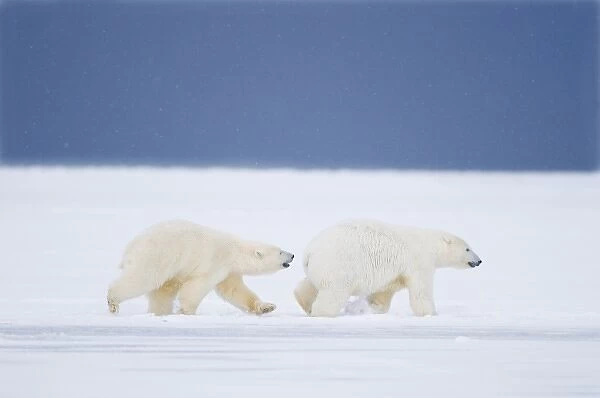 USA, Alaska, 1002 Coastal Plain of the ANWR. Two polar bears, Ursus maritimus, a 2 year old