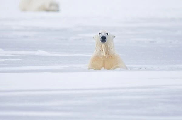 USA, Alaska, 1002 Coastal Plain of the ANWR. A polar bear, Ursus maritimus, cub plays vigorously in